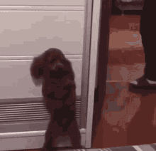 Dog Peeking GIF - Dog Peeking Around GIFs