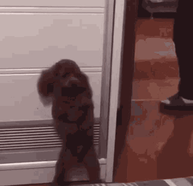 dog peeking around corner