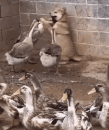 Ducks Dogs GIF - Ducks Dogs Animals Fighting GIFs