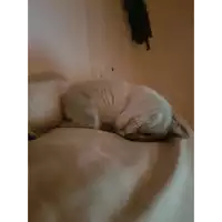 a white cat is curled up on a bed with its eyes closed