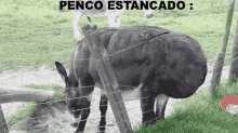 panko estancado stuck donkey