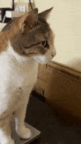 a cat standing next to a cardboard box that says r2