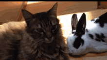 Love Cat GIF - Love Cat Bunny GIFs