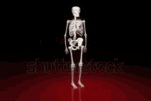 skeleton pop