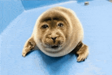 a seal laying on a blue surface with a sad look on his face