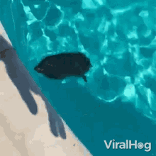 Swimming In The Pool Viralhog GIF - Swimming In The Pool Viralhog Dipping In The Pool GIFs