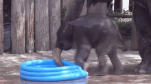 Canon Ball! GIF - Cute Funny Elephant GIFs