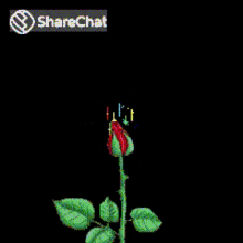 गुलाबखिलना फूल GIF - गुलाबखिलना फूल चमचमातेतारे GIFs