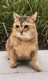 a close up of a cat sitting on a sidewalk in front of tall grass .