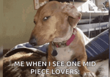 Side Eye Dog GIF