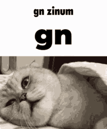 Zinum Gn GIF - Zinum Gn Good Night GIFs