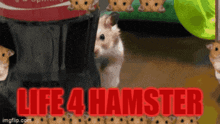 Hamster 4 Life GIF - Hamster 4 Life GIFs