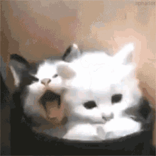 Kitties Kitty GIF - Kitties Kitty Cat GIFs