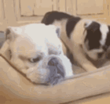 Bulldog Pug GIF - Bulldog Pug Perro GIFs