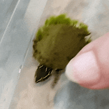 a person is touching a small green turtle with their finger