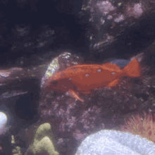 Fishes Aquarium GIF