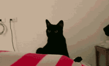 Robin Cat GIF - Robin Cat Black Cat GIFs