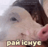 a close up of a pig 's nose with the words pai ichyc written on it