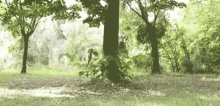 a tree in the middle of a forest with a lot of leaves on it