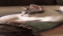 Cstm Chickensmoothie Trademark GIF - Cstm Chickensmoothie Trademark Gato GIFs