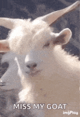Handsome Goat GIF - Handsome Goat GIFs