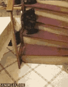 cat climbing stairs