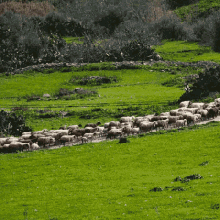 Des Moutons GIF