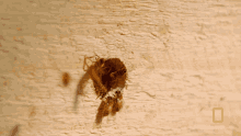 Bee Insect GIF - Bee Insect Returning To Cage GIFs