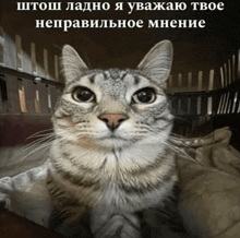 a cat is sitting in a cage with a caption in a foreign language