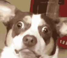 Mr Bubs Doggo GIF - Mr Bubs Doggo Dog GIFs