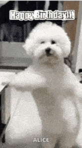 a white poodle is standing on its hind legs and says `` happy birthday ! ''
