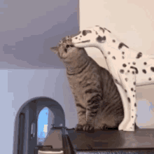 a cat and a dalmatian statue are kissing
