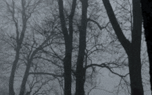 Tree Winter GIF - Tree Winter Rain GIFs