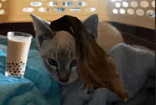 Boba Cat GIF - Boba Cat GIFs