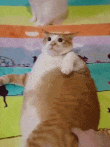 Cat Fat GIF - Cat Fat Orange GIFs