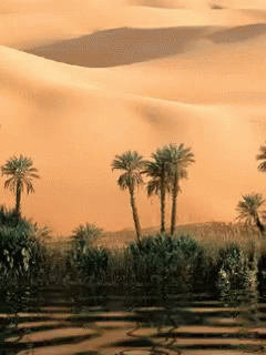 oasis in the desert cartoon