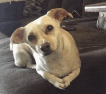 a small dog laying on a couch with its paws crossed