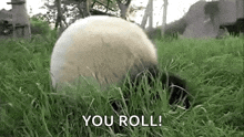 a panda bear is rolling around in the grass .
