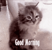 a kitten is sitting on the floor with the words `` good morning '' written above it .