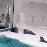 a group of seals are laying on top of a iceberg in a pool .