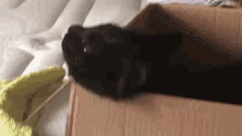a black cat laying in a cardboard box on a bed .