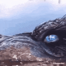 a close up of a seal 's eye with blue eyes