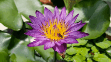 Waterlily Bee GIF - Waterlily Bee GIFs