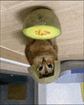 Cat Vro GIF - Cat Vro Vro Cat GIFs