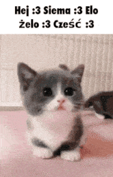 Cat Kitty GIF - Cat Kitty Kot GIFs
