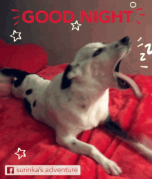 Surinka Dog GIF - Surinka Dog Good Night GIFs