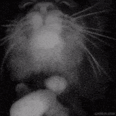 Cat Sniffing Camera GIF