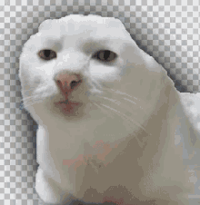 Lent Cat GIF - Lent Cat White Cat GIFs