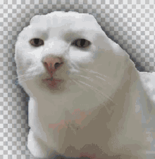 Lent Cat GIF