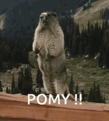 Pomy Marmot GIF - Pomy Marmot Scream GIFs